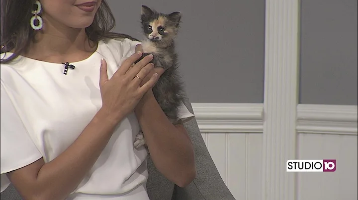 Meet Norma and Vera, Our Pets of the Week!