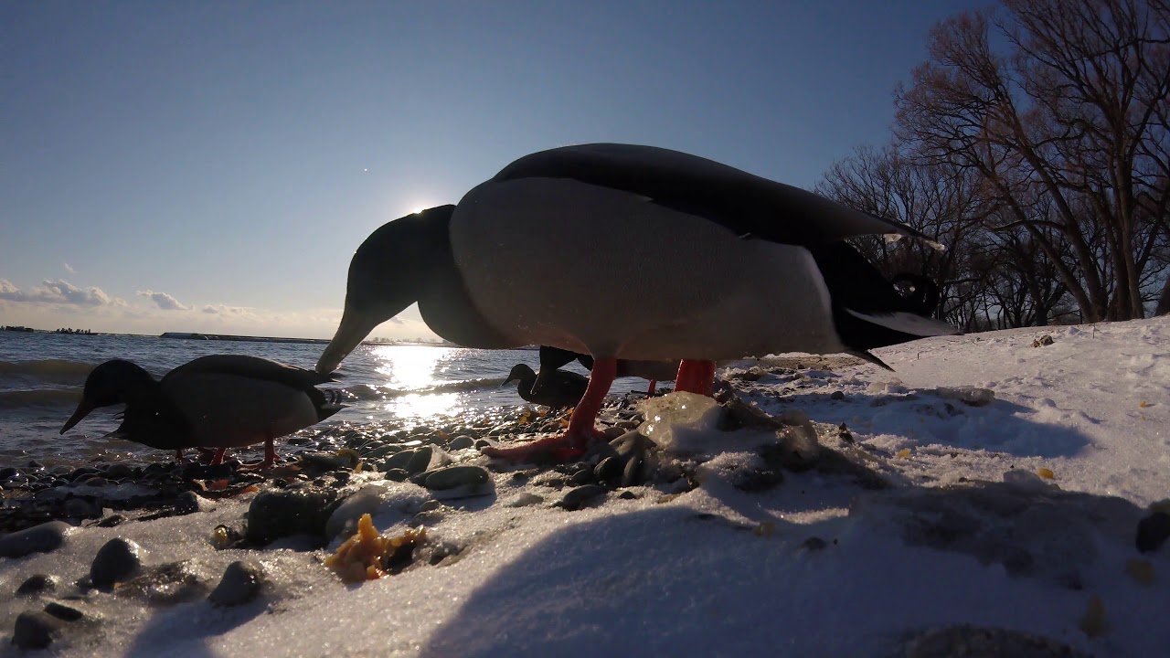 4k Ducks Toronto Sunny Side Beach