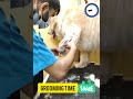 Dog#grooming#time#viral#shorts