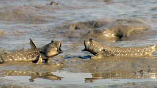 Walking Fish and Fiddler Crabs Dine on a Muddy Buffet | Ganges | BBC Earth