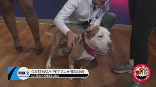 Tail Waggin’ Tuesday: Adopt these two furry friends!