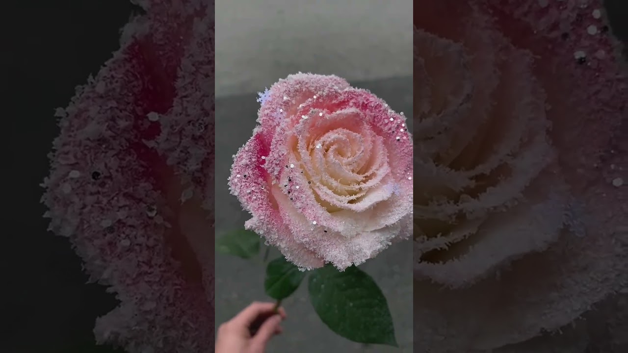 🌹❄️ 