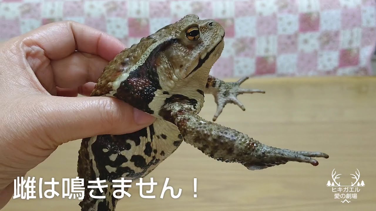 ヒキガエル 雄雌の見分け方 Youtube