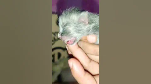 Video 5512751: persian kitten meowing cute, cute black persian kitten, cats catlover kitten