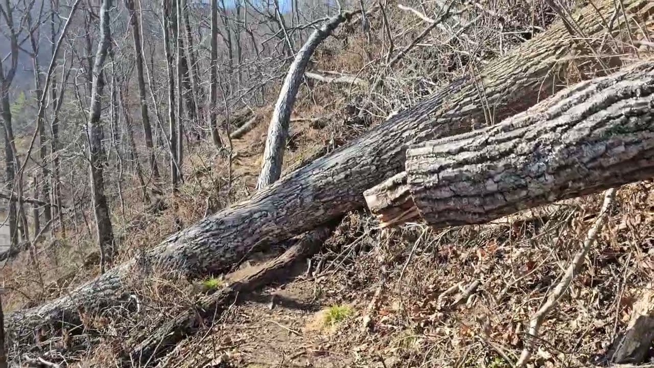 Mountains to Sea Trail at Bull Gap: Storm Damage, Part 2