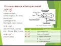 Лекция 1 - Микробиологические аспекты изучения иммунитета