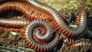 found lots of millipede caterpillars and snails, rice field snails