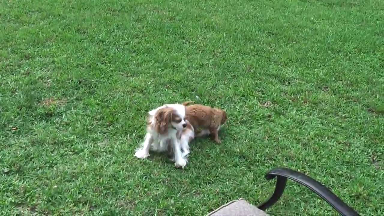 puppies-chasing-each-other-youtube