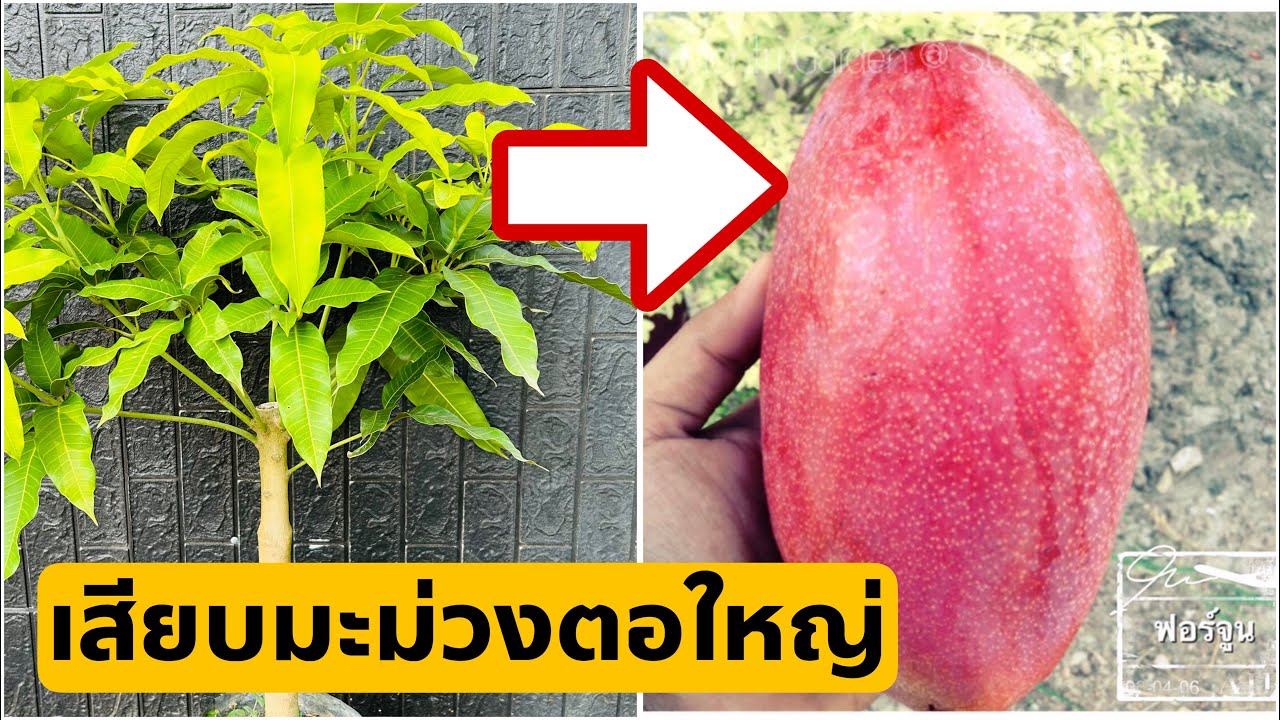 เสียบยอดมะม่วง ตอใหญ่