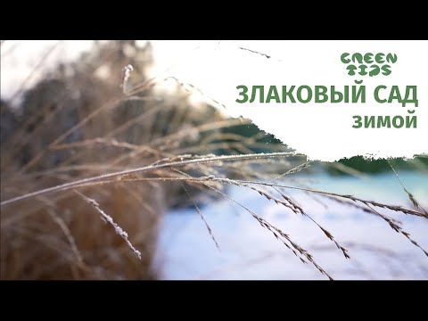 Сказочный сад злаков в Подмосковье 🌿 Победитель премии по ландшафтному дизайну!
