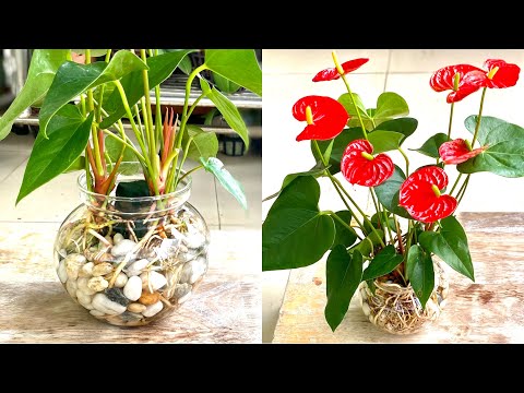 Video Trồng Hồng Môn Cách Mới Và Cho Ăn Đơn Giản Cây Nở Hoa... - youtube