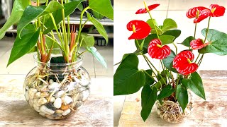Growing Anthurium New Way And Simple Feeding The Plant Blooms A Lot
