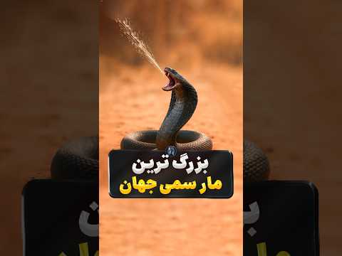 بزرگ ترین مار سمی جهان