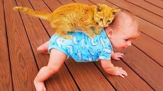 Funny Cat Videos Compilation by Viral Tech Hub 878 views 3 years ago 1 minute, 48 seconds