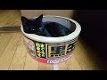 里親さんからの写真＆「俺は慎重な男」黒くん　子猫　保護２９日目