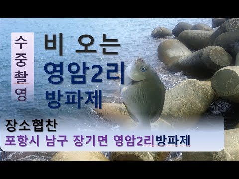 ★포항 장기면 영암2리방파제★ 벵에돔 <strong>명당자리</strong>-수중촬영