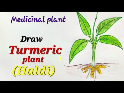 Turmeric root icon. Botanical sketch for labels... - Stock Illustration  [67920183] - PIXTA