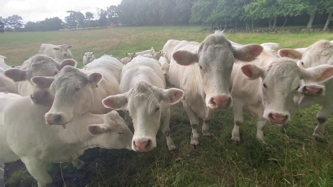 Whole herd of cows called by the magic of Jonna Jinton's Kulning, and