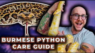 The BETTER BALL PYTHON! Burmese Python Care Guide 2024