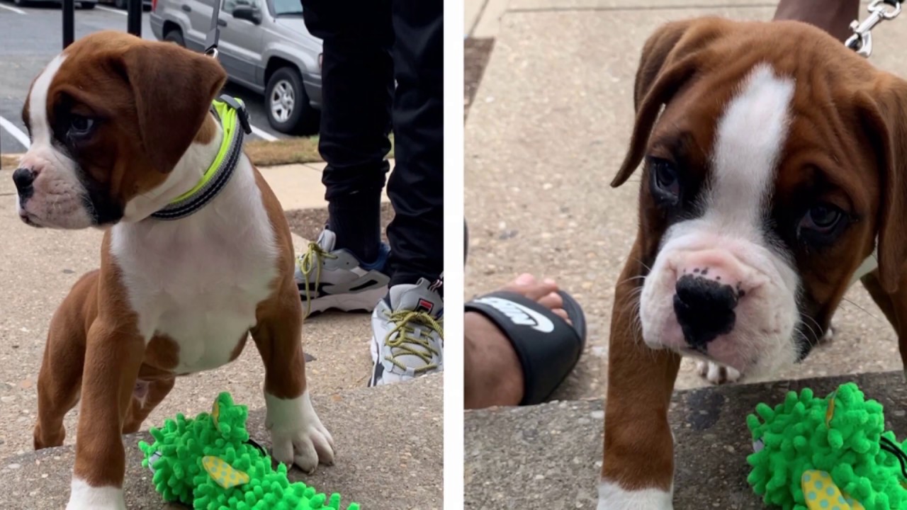 Boxer Puppy Gets Bullied by Angry Chihuahua - YouTube