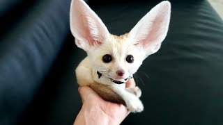 Happy 7 Week Old Fennec Fox