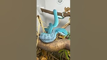 10 loài rắn đẹp nhất hành tinh #snake #shotrs