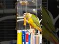 The parrot happily took a potato chip and started eating it. #birds #parrot #parrots #pets #shorts