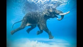 Слоны под водой / это круто когда слон плывет