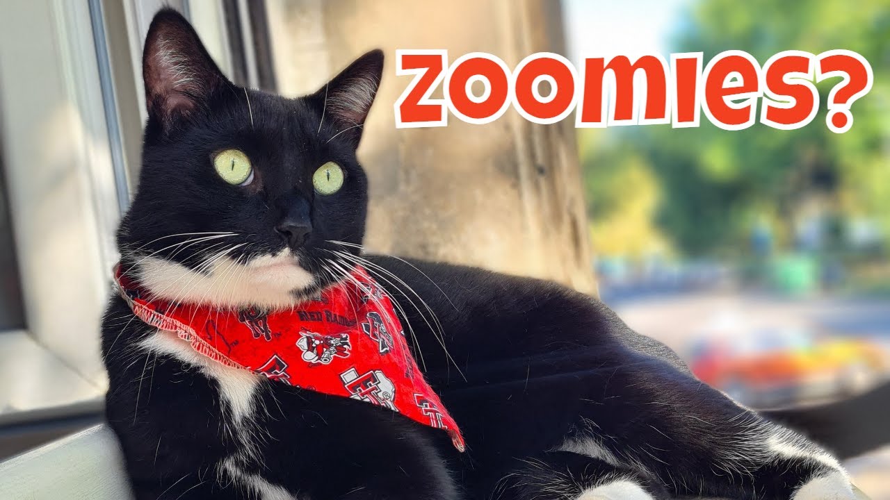 What are Zoomies? Cat Zoomies caught on security Camera! YouTube