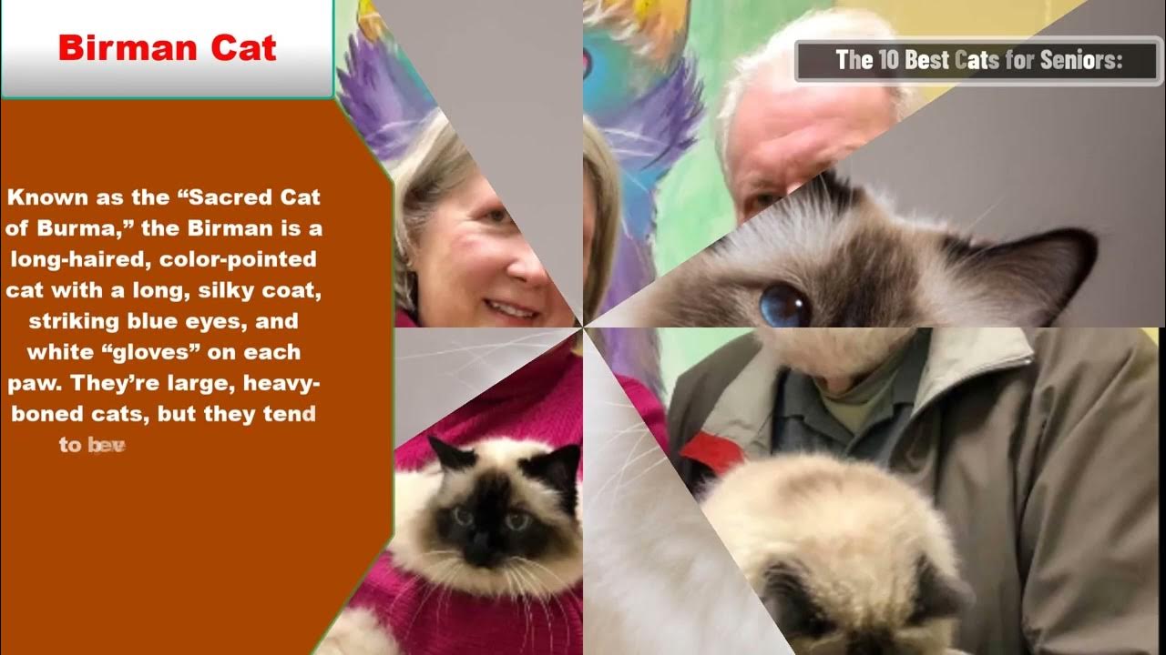 The 10 best cats for seniors 2023 YouTube