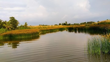 Hành Trình Nấu Tô Bún Mắm Cá Lóc Đồng Và Cá Rô Phi Thơm Ngon Như Thế Nào