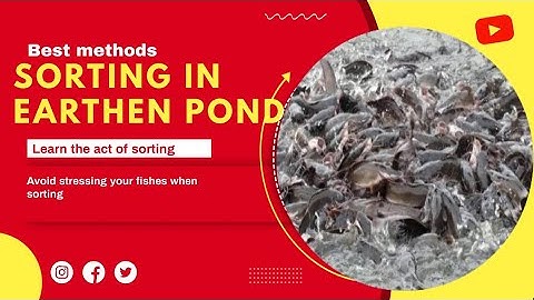 How to Sort your catfish to ensure quality growth #catfishfarm