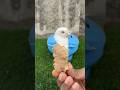 The Natural Power of Raw Ginger for Pigeon Health #usaaudience #ukaudience