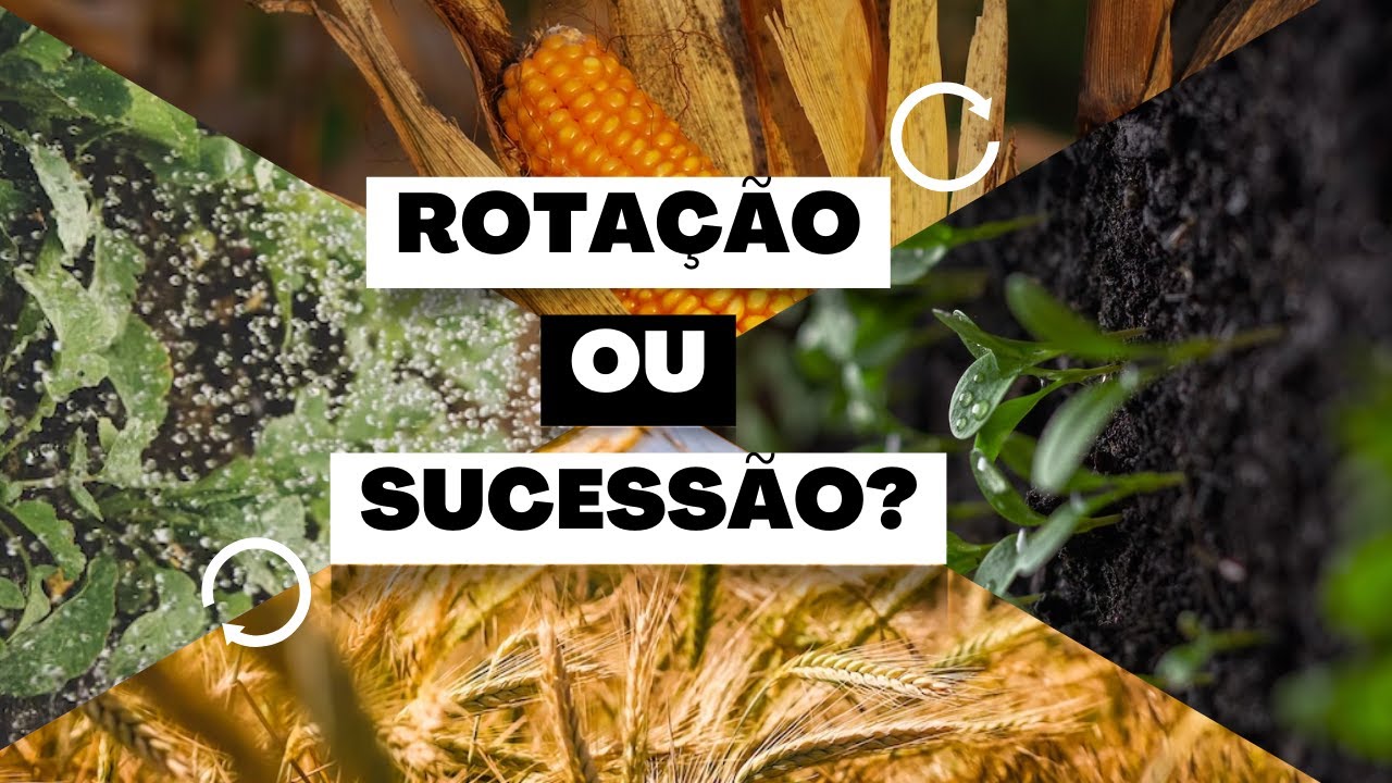 Rotação De Culturas: O Que É, Vantagens E Desvantagens – JJAY