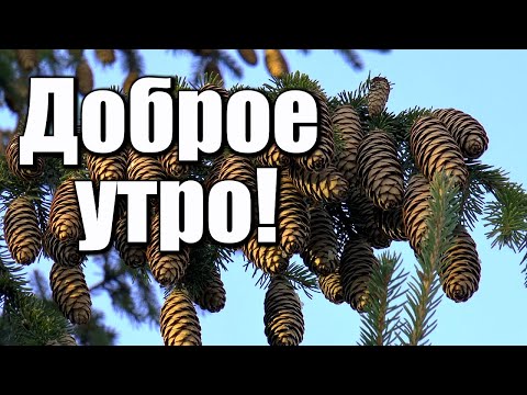 Доброе утро! Светлого и нежного, чистого и снежного зимнего утра! Красивое пожелание С Добрым утром