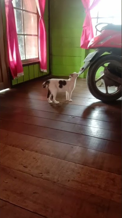 ketika kucing melihat malaikat Jibril as memang sudah menjadi hal biasa