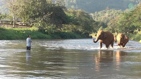 Elephants Ran To Reunion With The Favorite People Who Away For 14 Months - ElephantNews - DayDayNews