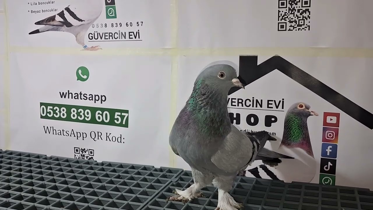 8 Numaralı sahiplendirme videomuz 