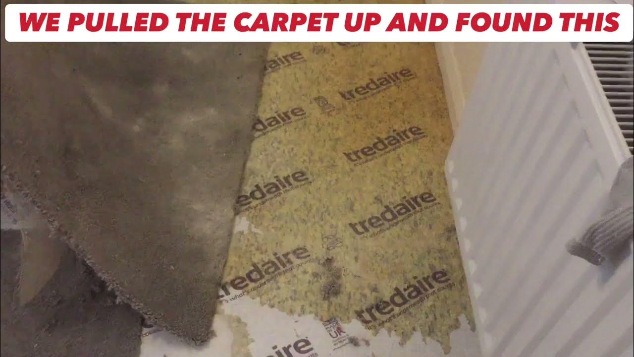 Carpet Is Soaked & Stinks Of Cat P*** 🤮 YouTube