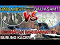 2 TIPE KOTORAN BURUNG KACER NO 2 PALING SERING TERJADI | CARA MERAWAT KACER