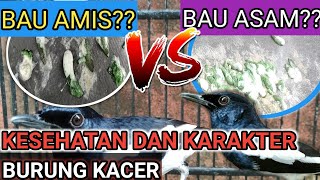 2 TIPE KOTORAN BURUNG KACER NO 2 PALING SERING TERJADI | CARA MERAWAT KACER
