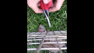 Clock TICKING for suffocating animal...