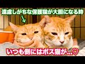 遠慮しがちな保護猫が大胆になる時いつも側にはボス猫が... #猫 #保護猫 #元野良猫 #cat