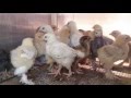 Правильное питание и содержание цыплят