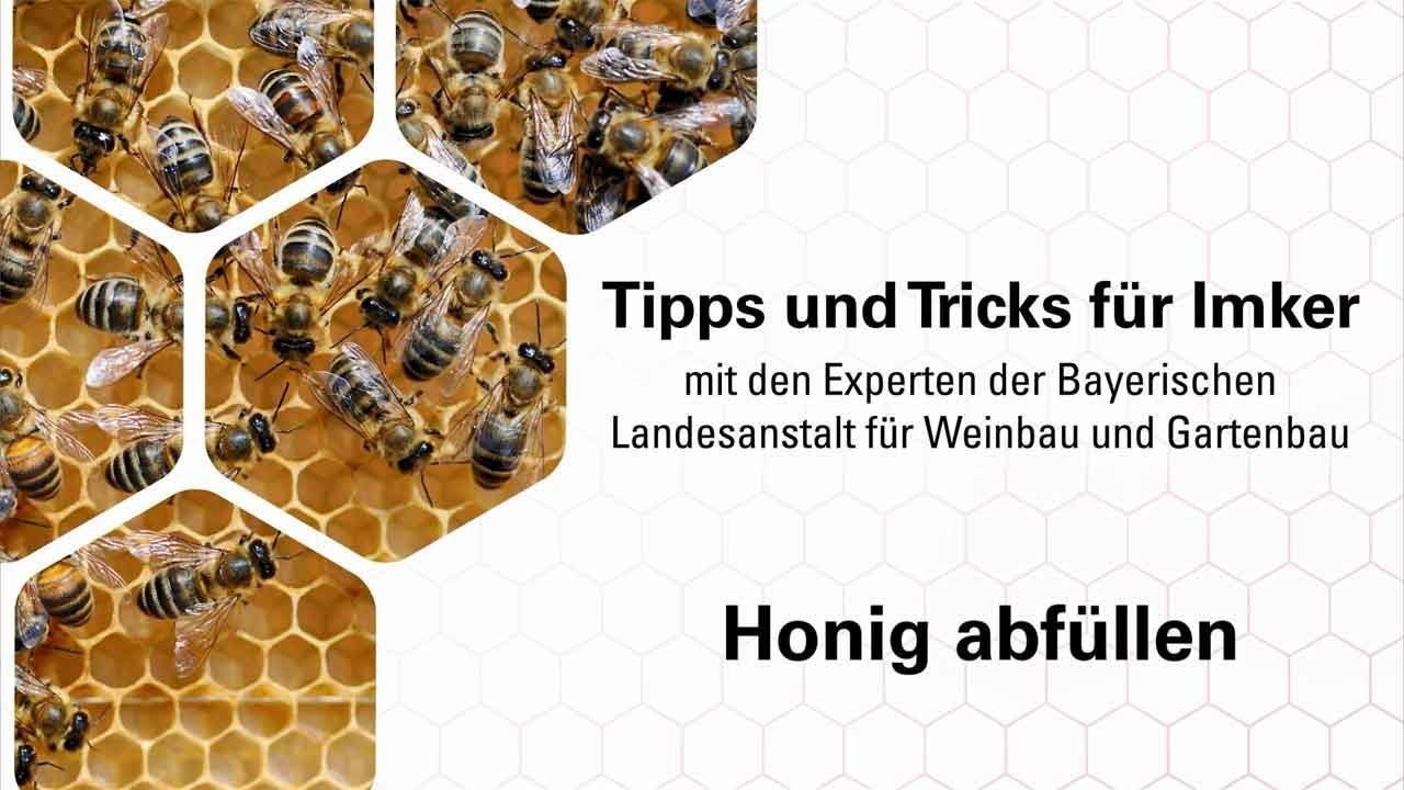 Imkerpraxis: Honig wird in Gläser abgefüllt