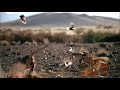 incredible Caracal hunt  Skills*Big Cats