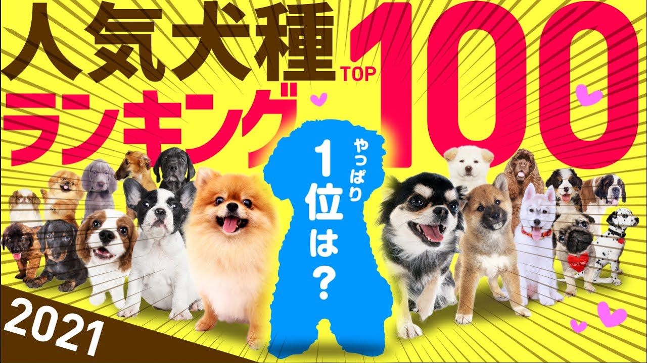 21年最新 人気犬種ランキングtop100 Jkc年間犬籍登録頭数 Youtube