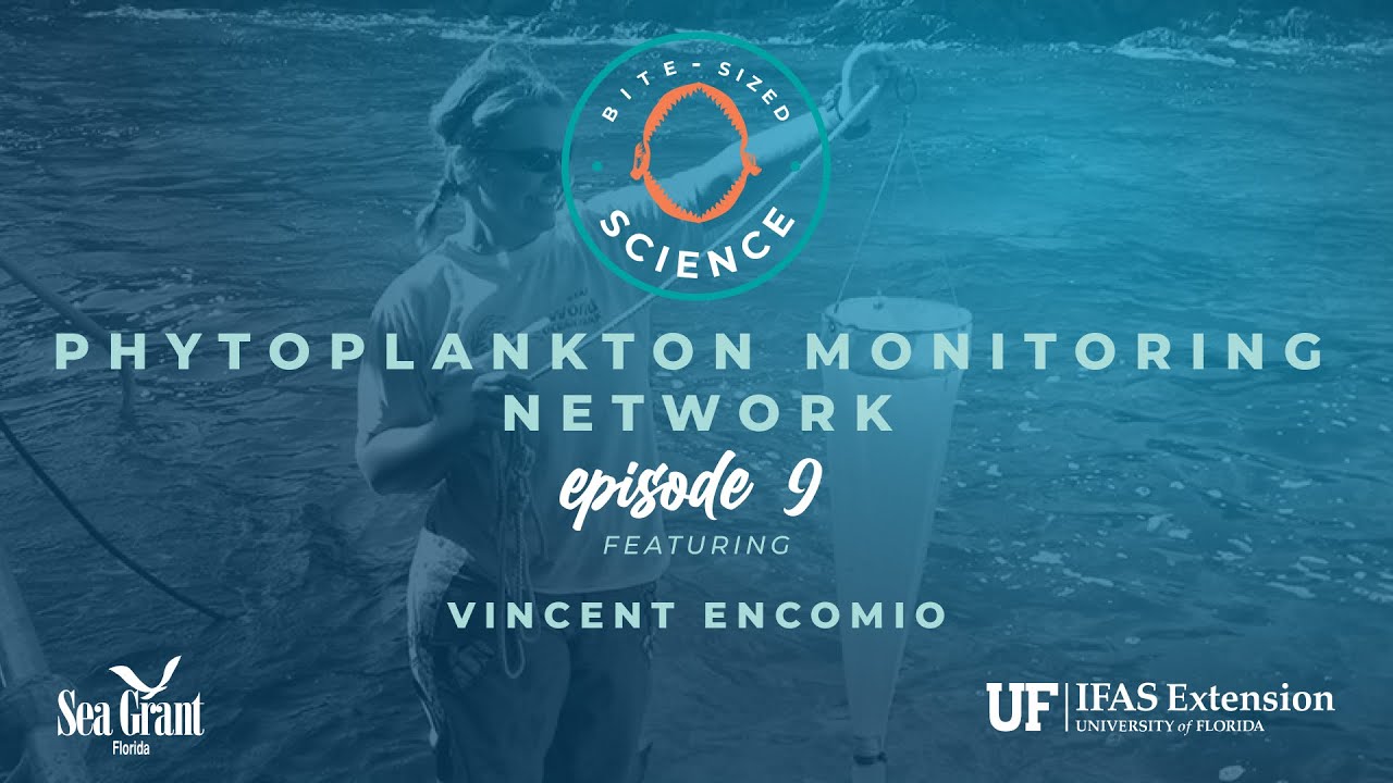 Bite-sized Science: Phytoplankton Monitoring Network