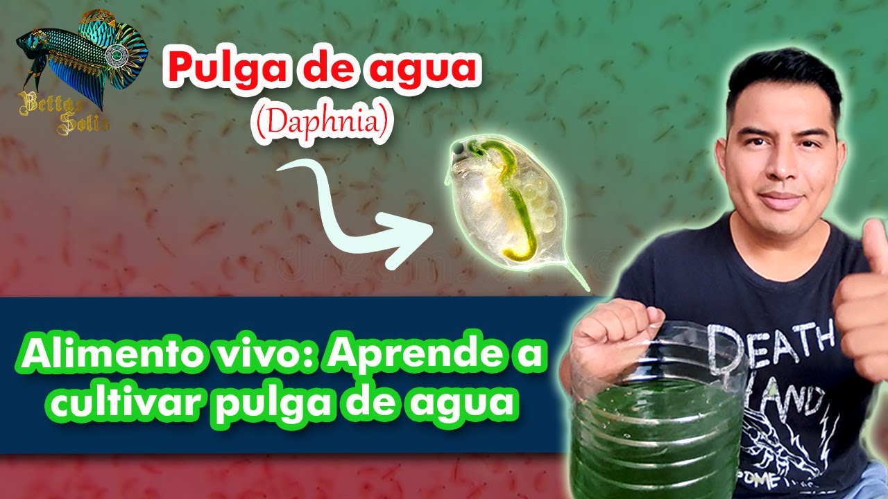 ¿Cómo cultivar  pulga de agua? | Daphnia | Te enseño a generar microalga