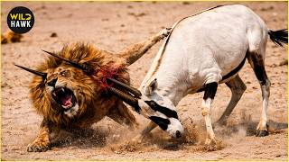 Clashes &amp; Conflicts: Most Amazing Big Cat Hunting Fails Ever Caught On Camera | Animal Fighting